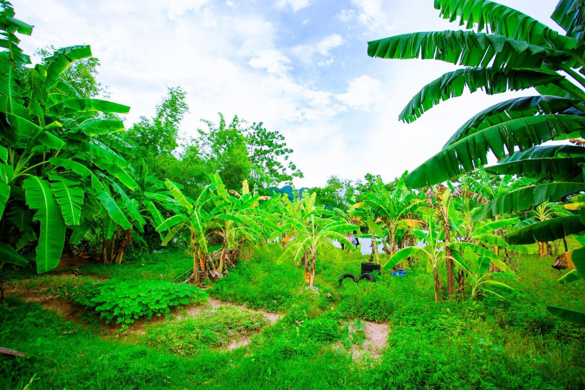 Phong Nha A Little Leaf Homestay Экстерьер фото